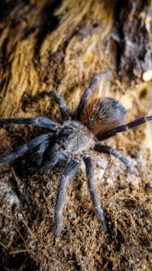 Close-up of a tarantula showcasing its unique features: hairy legs, sharp eyes, and predatory stance. This exotic, venomous arachnid embodies the fascinating yet eerie beauty of wildlife and tropical ecosystems.  clipart