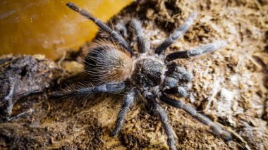 Eşsiz özelliklerini sergileyen bir tarantulanın yakın çekimi: kıllı bacaklar, keskin gözler ve yırtıcı duruş. Bu egzotik, zehirli eklembacaklı yaban hayatının ve tropikal ekosistemlerin büyüleyici ama ürkütücü güzelliğini somutlaştırıyor.. 