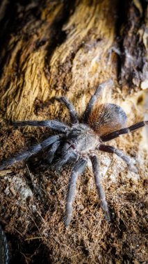 Close-up of a tarantula showcasing its unique features: hairy legs, sharp eyes, and predatory stance. This exotic, venomous arachnid embodies the fascinating yet eerie beauty of wildlife and tropical ecosystems.  clipart