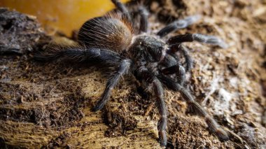 Eşsiz özelliklerini sergileyen bir tarantulanın yakın çekimi: kıllı bacaklar, keskin gözler ve yırtıcı duruş. Bu egzotik, zehirli eklembacaklı yaban hayatının ve tropikal ekosistemlerin büyüleyici ama ürkütücü güzelliğini somutlaştırıyor.. 