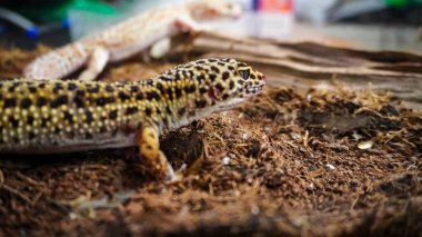 Close-up of a leopard gecko, a popular exotic pet with vibrant, spotted skin, scales, and unique colors. This nocturnal reptile thrives in desert habitats, showcasing natural camouflage and predator instincts. clipart