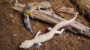 Close-up of a leopard gecko, a popular exotic pet with vibrant, spotted skin, scales, and unique colors. This nocturnal reptile thrives in desert habitats, showcasing natural camouflage and predator instincts. clipart