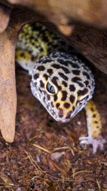 Close-up of a leopard gecko, a popular exotic pet with vibrant, spotted skin, scales, and unique colors. This nocturnal reptile thrives in desert habitats, showcasing natural camouflage and predator instincts. clipart