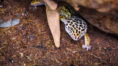 Close-up of a leopard gecko, a popular exotic pet with vibrant, spotted skin, scales, and unique colors. This nocturnal reptile thrives in desert habitats, showcasing natural camouflage and predator instincts. clipart