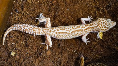 Close-up of a leopard gecko, a popular exotic pet with vibrant, spotted skin, scales, and unique colors. This nocturnal reptile thrives in desert habitats, showcasing natural camouflage and predator instincts. clipart