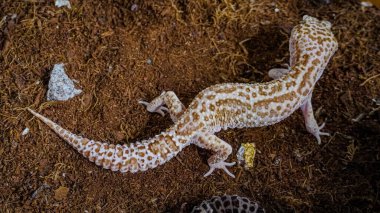 Close-up of a leopard gecko, a popular exotic pet with vibrant, spotted skin, scales, and unique colors. This nocturnal reptile thrives in desert habitats, showcasing natural camouflage and predator instincts. clipart