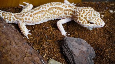 Close-up of a leopard gecko, a popular exotic pet with vibrant, spotted skin, scales, and unique colors. This nocturnal reptile thrives in desert habitats, showcasing natural camouflage and predator instincts. clipart