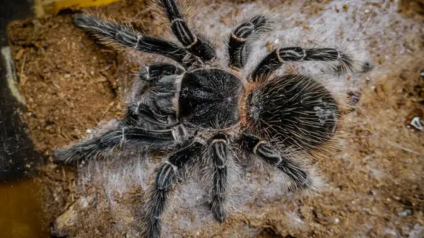 Eşsiz özelliklerini sergileyen bir tarantulanın yakın çekimi: kıllı bacaklar, keskin gözler ve yırtıcı duruş. Bu egzotik, zehirli eklembacaklı yaban hayatının ve tropikal ekosistemlerin büyüleyici ama ürkütücü güzelliğini somutlaştırıyor.. 