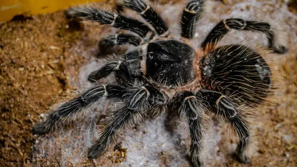 Eşsiz özelliklerini sergileyen bir tarantulanın yakın çekimi: kıllı bacaklar, keskin gözler ve yırtıcı duruş. Bu egzotik, zehirli eklembacaklı yaban hayatının ve tropikal ekosistemlerin büyüleyici ama ürkütücü güzelliğini somutlaştırıyor.. 