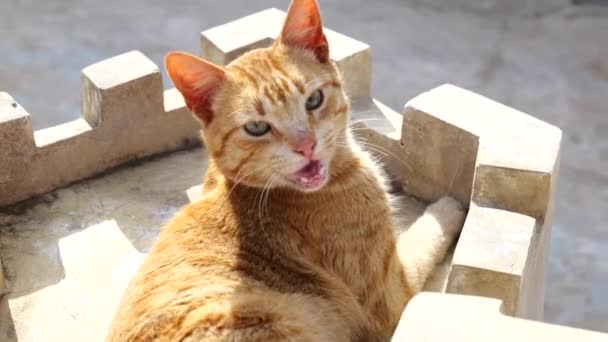 아름다운 오렌지색 고양이 여름에 일광욕을 — 비디오
