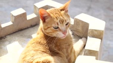Güzel turuncu kedi yaz günü güneşleniyor.