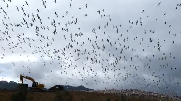 禽鸟飞越的垃圾堆环境污染概念 — 图库视频影像