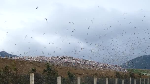 Çöp Döküntüsü Çevre Kirliliği Üzerinde Kuşlar Uçuşan Kavram — Stok video