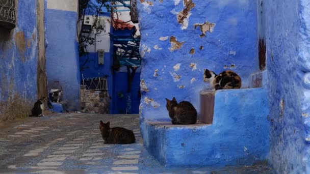 Gatos Hermosa Famosa Ciudad Azul Videoclip