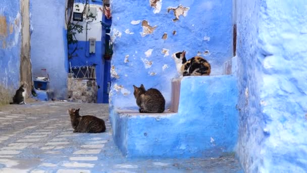 Gatti Nella Bellissima Famosa Città Blu — Video Stock