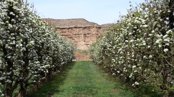 Fleurs Blanches Magnifiques Arbres Fruitiers Bloowing Dans Ferme Biologique — Video