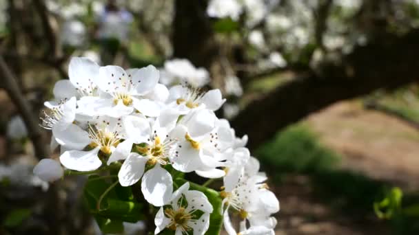 Close Witte Fruitboom Bloemen Bloeiende Ecologische Boerderij — Stockvideo