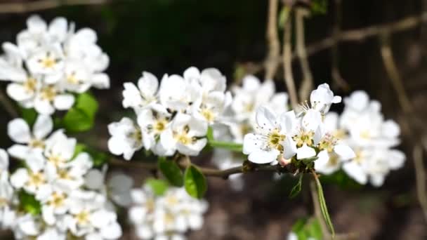 Κλείστε Άνθη Των Λευκών Οπωροφόρων Δέντρων Ανθίζοντας Οικολογική Φάρμα — Αρχείο Βίντεο