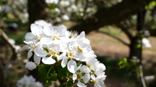 Närbild Vit Frukt Träd Blommor Blommande Ekologisk Gård Royaltyfri Stockvideo