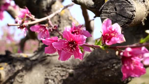 Persikoträd Blommar Rosa Blommor Fält Blommande Träd Stockfilm