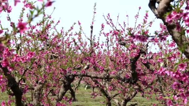 Pfirsichbaum Blühende Rosa Blumen Feld Der Blühenden Bäume — Stockvideo