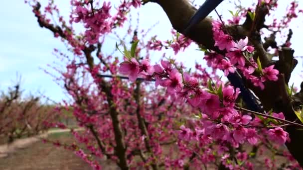 Pfirsichbaum Blühende Rosa Blumen Feld Der Blühenden Bäume — Stockvideo