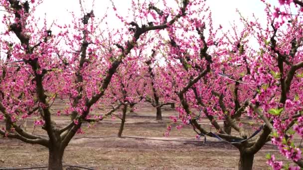 Persikoträd Blommar Rosa Blommor Fält Blommande Träd Royaltyfri Stockvideo