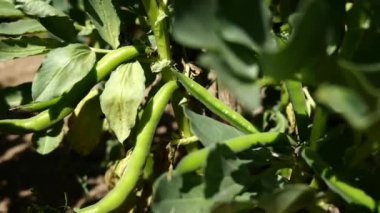 Organik biyolojik tarım ekolojik tarımda geniş fasulyeler.