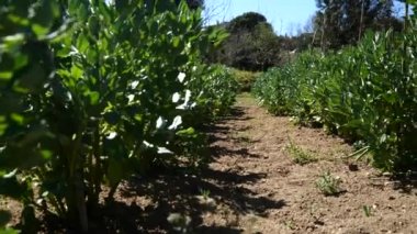 Organik biyolojik tarım ekolojik tarımda geniş fasulyeler.