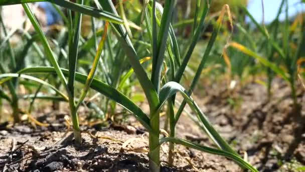 Onions Growing Garden Ecological Organic Farming Stock Video