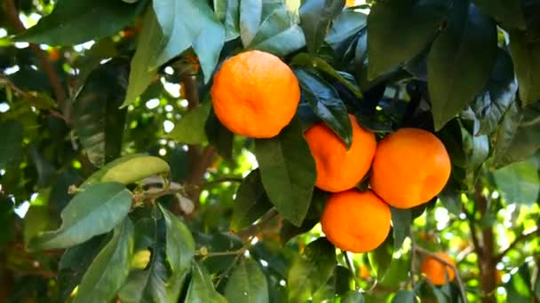 Mogna Apelsinfrukter Eller Tangeriner Som Hänger Ett Träd Royaltyfri Stockvideo