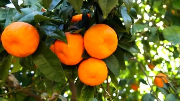 Ripe Orange Citrus Fruits Tangerines Hanging Tree — Stock Video
