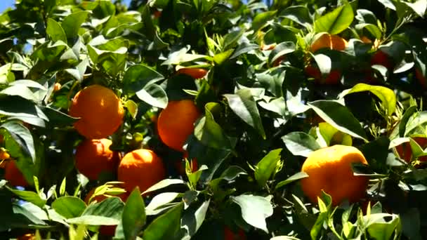 Mogna Apelsinfrukter Eller Tangeriner Som Hänger Ett Träd Royaltyfri Stockfilm