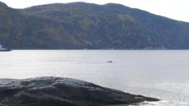 Balinanın Sırtı Uzakta Süzülüyor