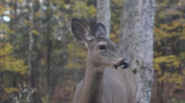 Doğal Yaşam Alanında Geyiğin Güzel Yakın Çekimi. Bu çarpıcı vahşi yaşam videosu doğa belgeselleri, koruma projeleri ve reklamları için mükemmeldir. Seyircilere bu görkemli hayvanın dünyasını huzurlu bir şekilde görme imkanı sunar..