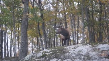 Geyik ve Vahşi Yaşam Dinleniyor ve Düşünüyor. Büyük boynuzlar ve dişi sevgili. Vahşi yaşam