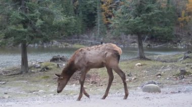 Geyik ve Vahşi Yaşam Dinleniyor ve Düşünüyor. Büyük boynuzlar ve dişi sevgili. Vahşi yaşam