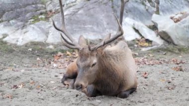 Geyik ve Vahşi Yaşam Dinleniyor ve Düşünüyor. Büyük boynuzlar ve dişi sevgili. Vahşi yaşam