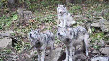 Doğal Yaşam Alanında Görkemli Kurt Sürüsü Vahşi Yaşam Stoku Videosu