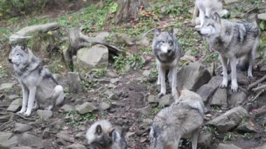 Doğal Yaşam Alanında Görkemli Kurt Sürüsü Vahşi Yaşam Stoku Videosu