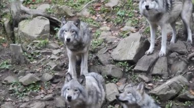 Doğal Yaşam Alanında Görkemli Kurt Sürüsü Vahşi Yaşam Stoku Videosu