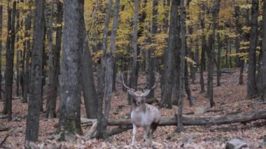 Geyik ve Vahşi Yaşam Dinleniyor ve Düşünüyor. Büyük boynuzlar ve dişi sevgili. Vahşi yaşam