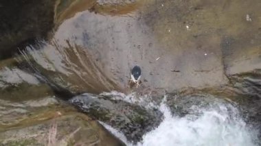 Nehir kenarındaki bir derede sabırla bekleyen kuş 4K Vahşi Yaşam Klibini Yakalamak için.