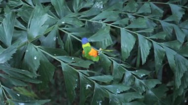 Çin Tapınağında Kırmızı Fenerler Dikey 4K Kültürel ve Ruhani Video