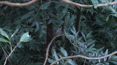 Çin Tapınağında Kırmızı Fenerler Dikey 4K Kültürel ve Ruhani Video