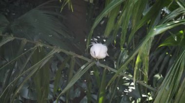 Çin Tapınağında Kırmızı Fenerler Dikey 4K Kültürel ve Ruhani Video