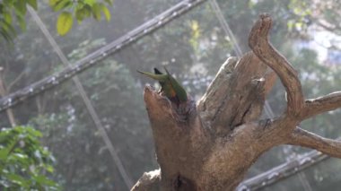 Çin Tapınağında Kırmızı Fenerler Dikey 4K Kültürel ve Ruhani Video