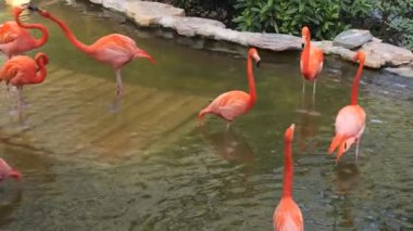 Çin Tapınağında Kırmızı Fenerler Dikey 4K Kültürel ve Ruhani Video