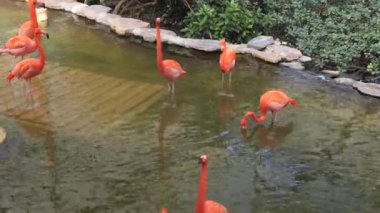 Çin Tapınağında Kırmızı Fenerler Dikey 4K Kültürel ve Ruhani Video