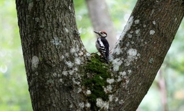 Ağaçkakan (dendrocopos), Orta Doğu 'da siyah renkli bir kuş türüdür..